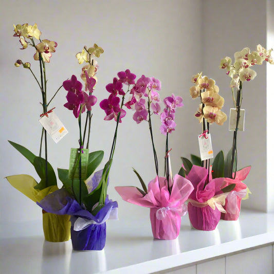 Elegant Potted Orchids – Single Unit Flower Delivery in Medellín