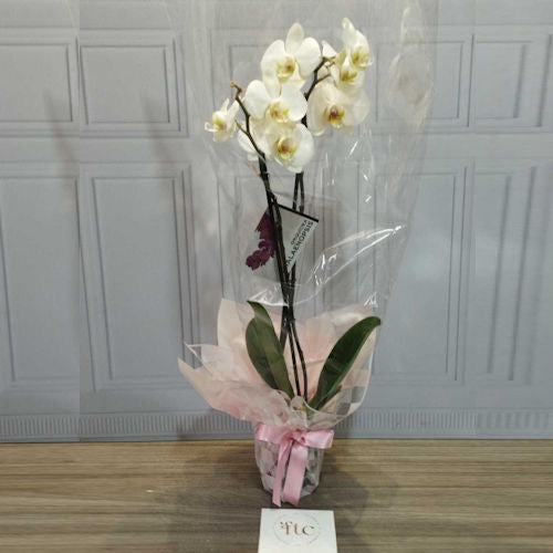 White Orchid Arrangement