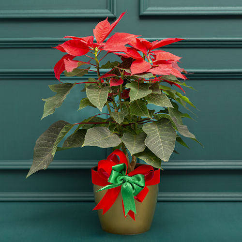 Christmas poinsettia with vibrant red and green leaves, decorated with a red and green bow, for delivery in Medellín, Colombia.