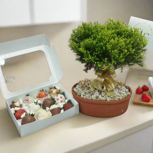 Father’s Day gift combo with a live bonsai tree and a box of 12 chocolate-covered strawberries, available for delivery in Medellín and Bogotá.