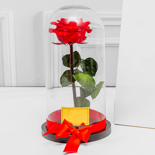 Luxury preserved red rose in a glass dome with over two years of durability