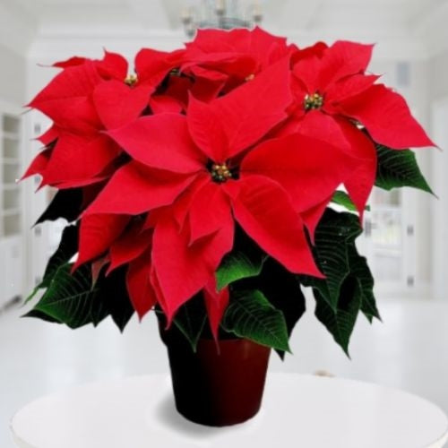 CHRISTMAS PLANT