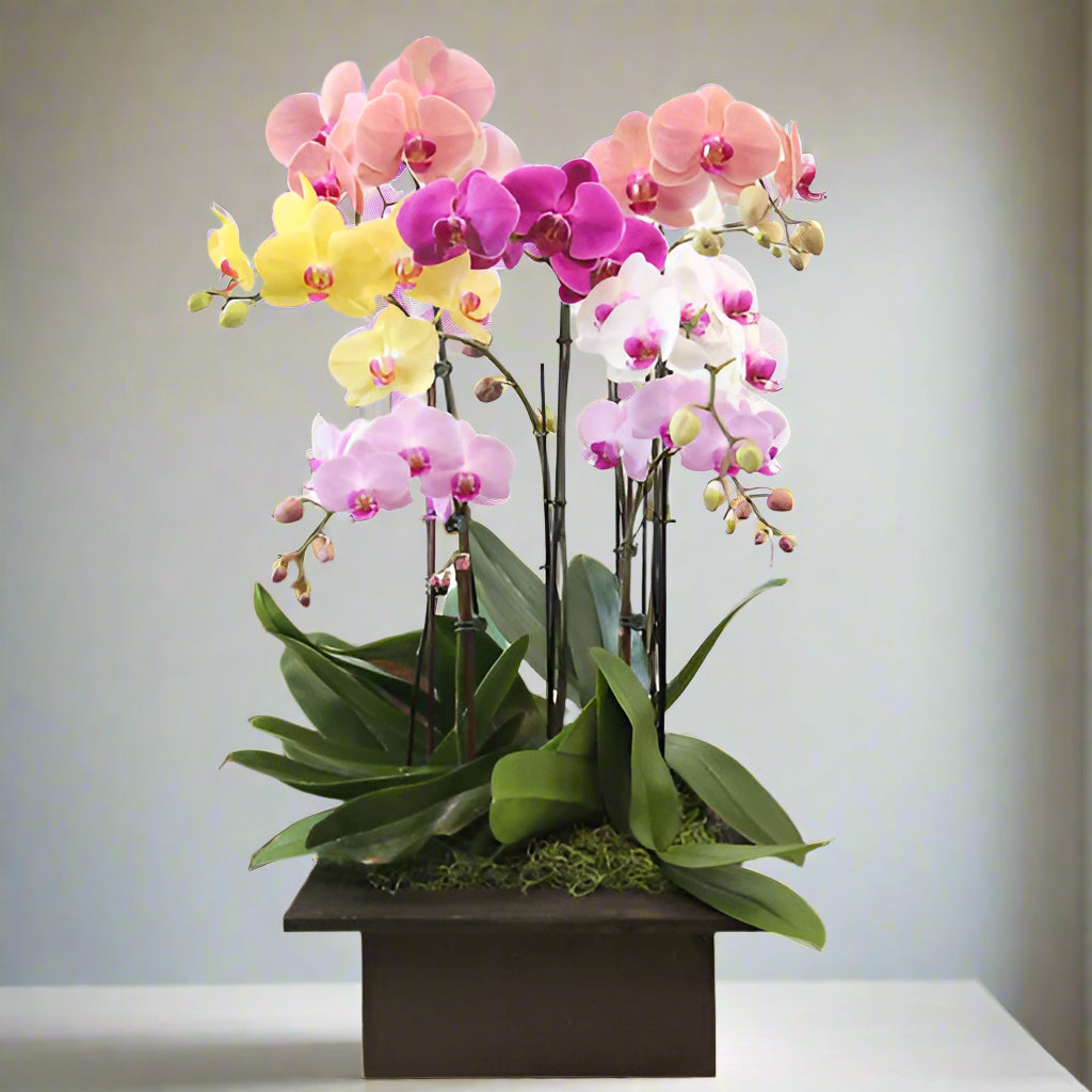 Luxury multicolor orchid arrangement in an elegant decorative base – Medellín flower delivery