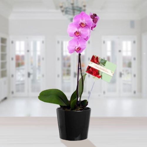 Elegant orchid in black ceramic pot with greeting card – available for same-day delivery in major Colombian cities