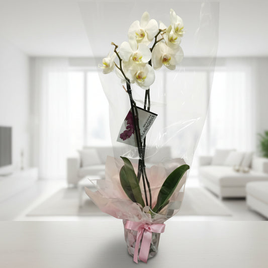 Elegant white orchid plant for sympathy and condolence delivery in Colombia